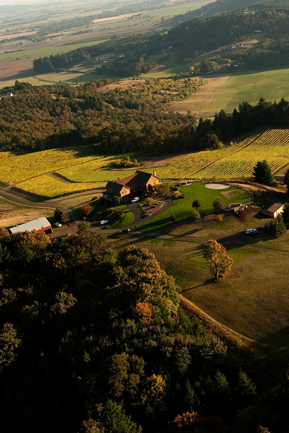 Youngberg Hill Vineyard