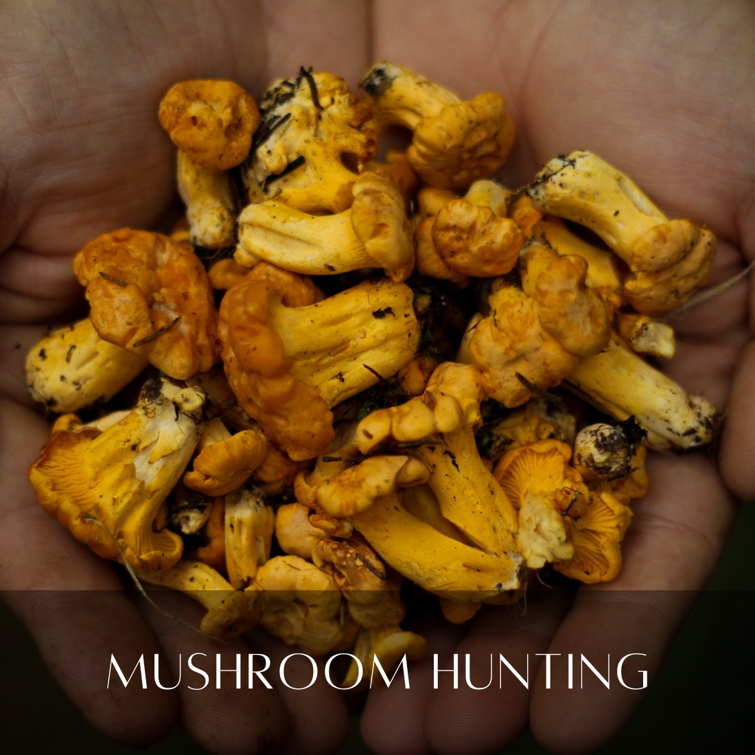 Mushroom Hunting in Oregon